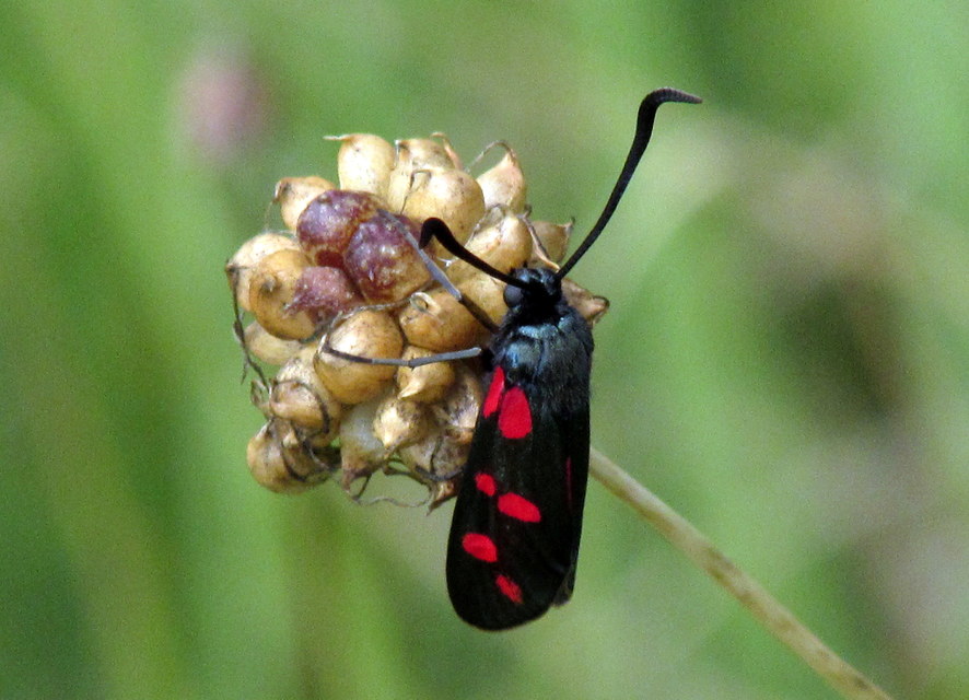 acélszínű csüngőlepke - Zygaena filipendulae
