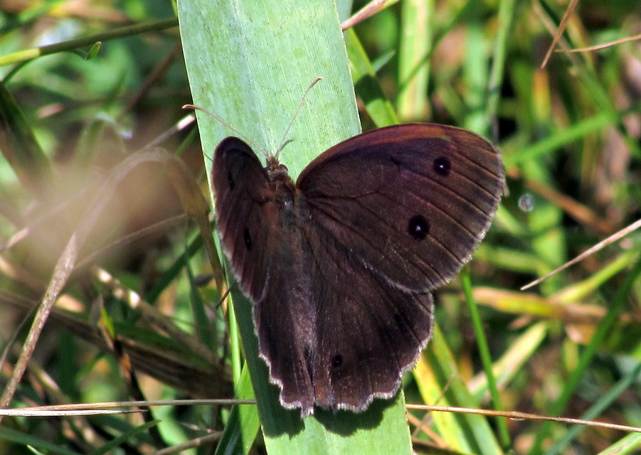Minois dryas - fekete szemeslepke