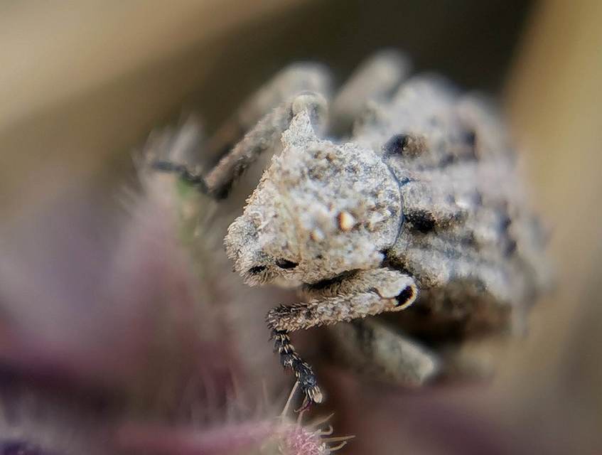 Herpes porcellus - bütyköshátú ormányos