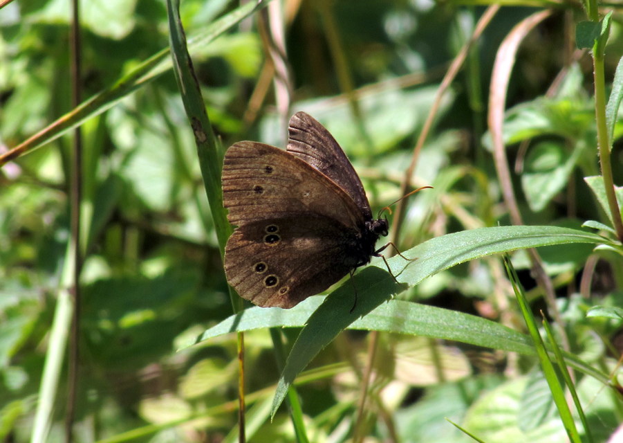 Aphantopus hyperanthus - közönséges ökörszemlepke