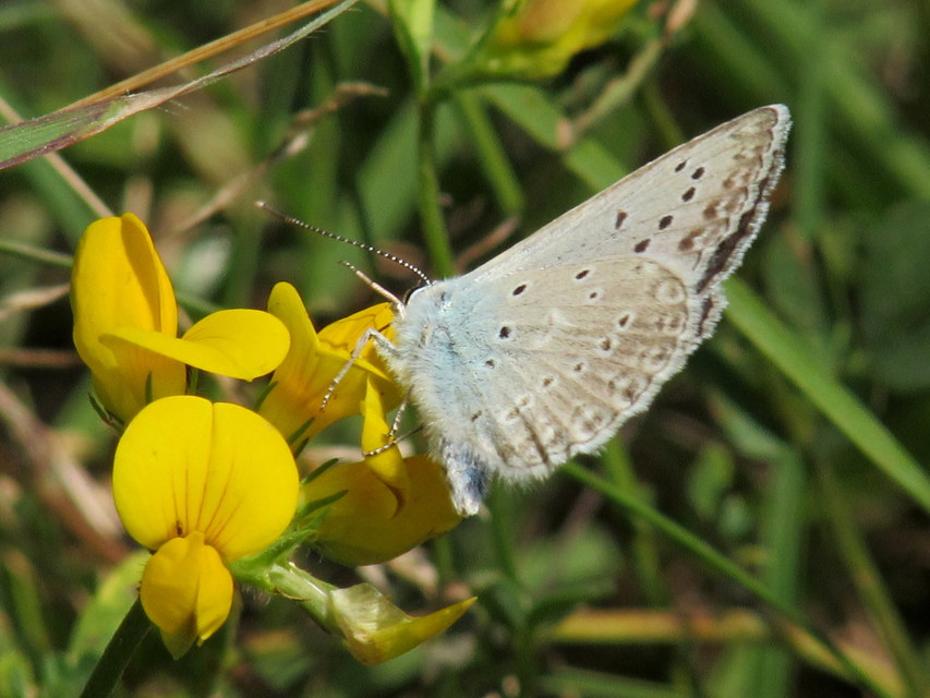 Polyommatus daphnis - csipkés boglárka