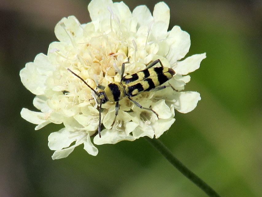 Chlorophorus varius - díszes darázscincér