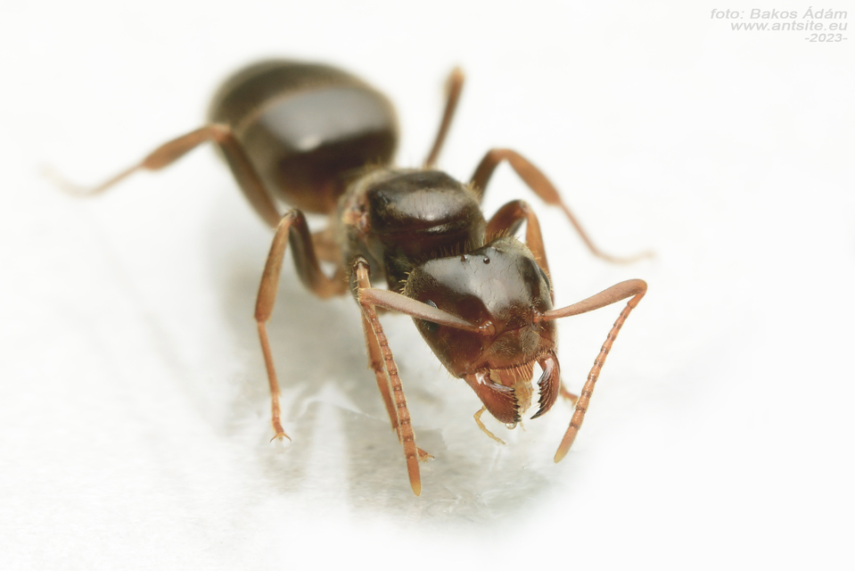 Lasius jensi - sztyeppi borostyánhangya