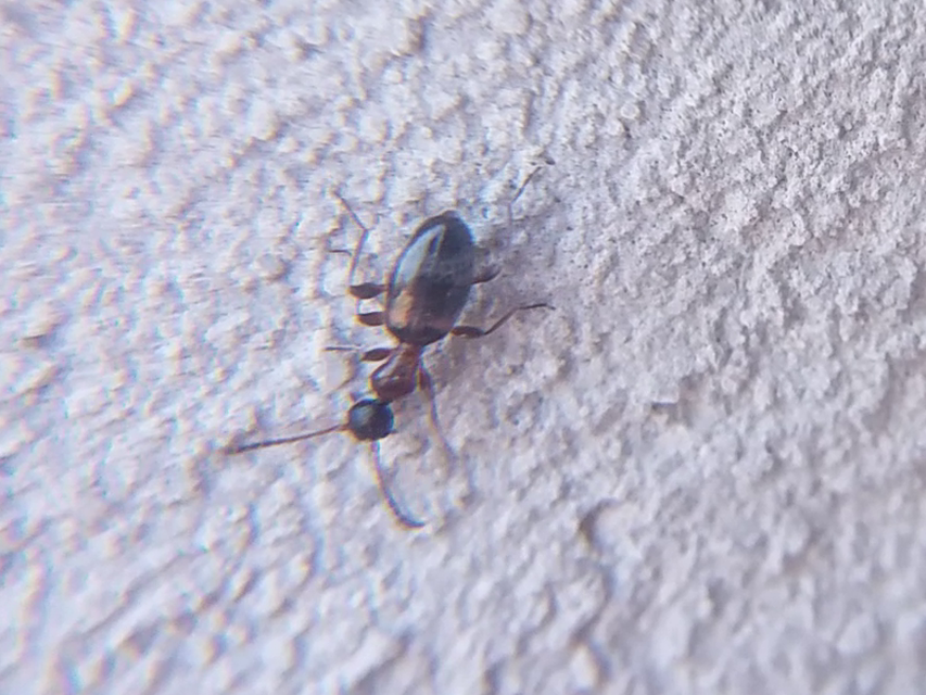 Anthelephila pedestris - hangyaszerű fürgebogár