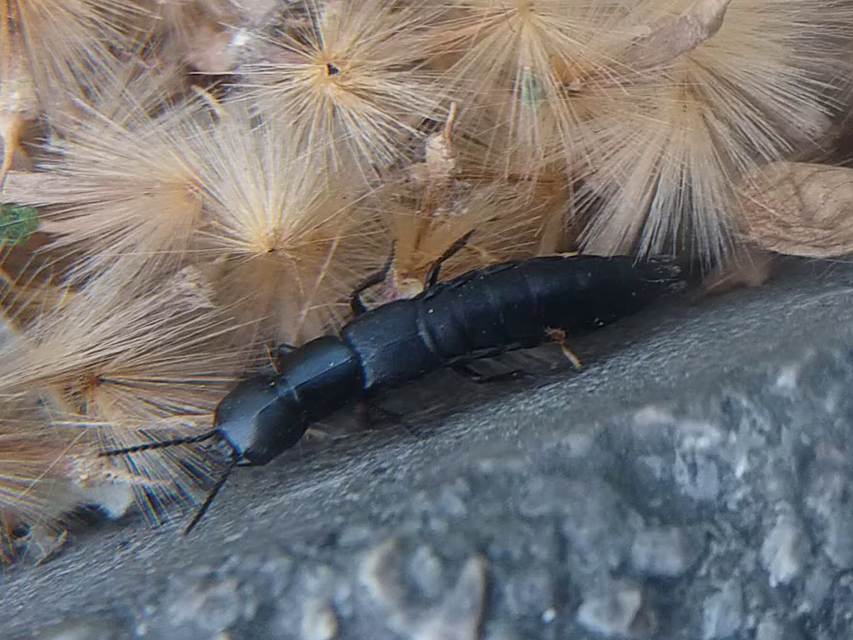 Ocypus nitens - fekete holyva