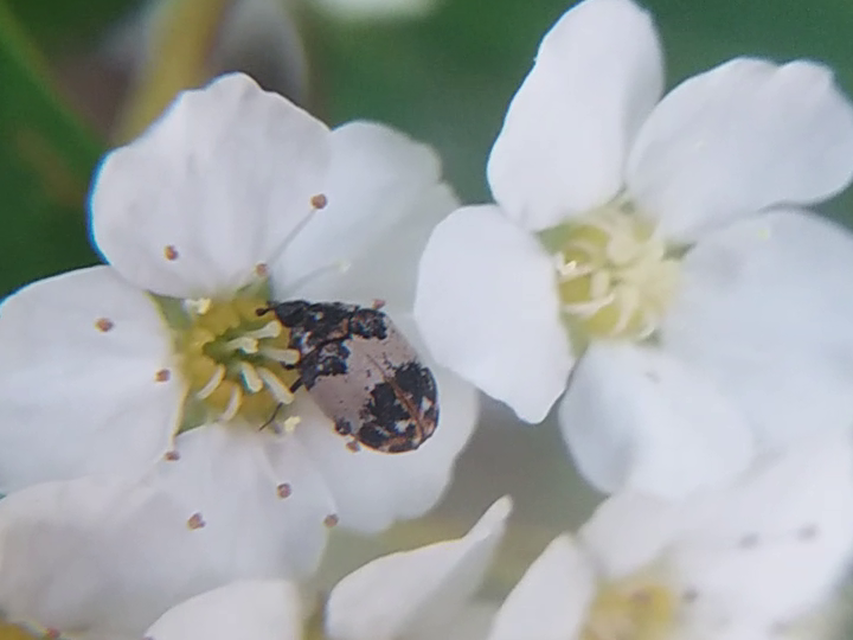 Anthrenus querneri