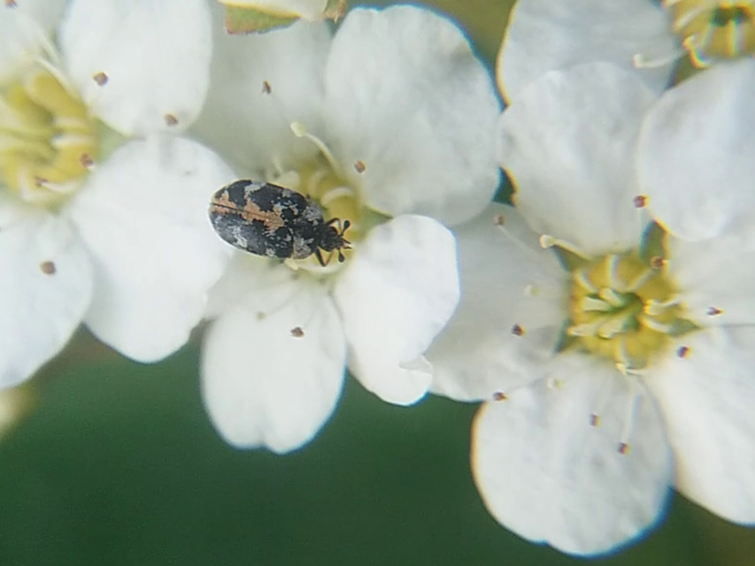 Anthrenus scrophulariae - nagy múzeumbogár