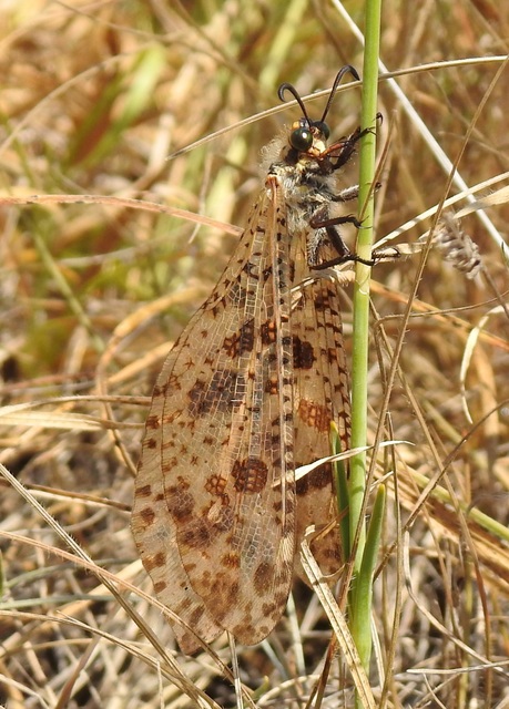 Palpares libelluloides