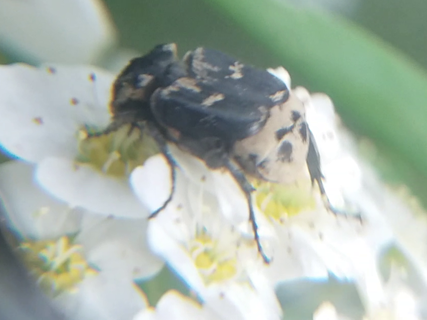 Valgus hemipterus - suta virágbogár
