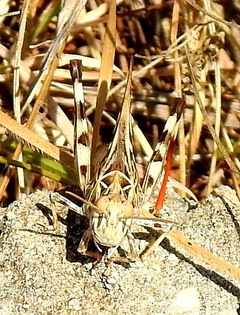 Oedaleus decorus - szalagos sáska