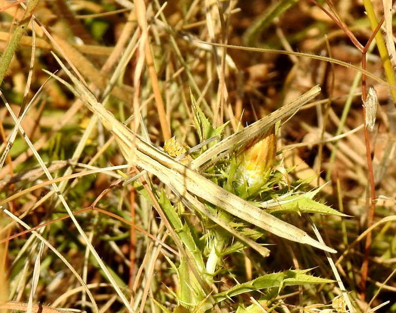 Acrida ungarica - sisakos sáska