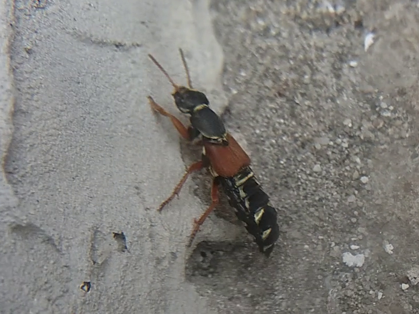 Staphylinus caesareus - aranysujtásos holyva