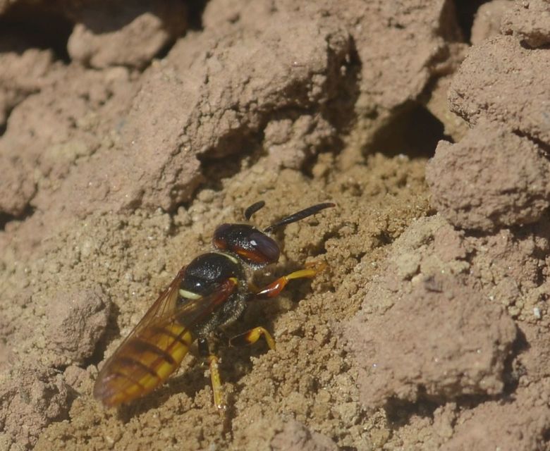 Philanthus triangulum - közönséges méhfarkas