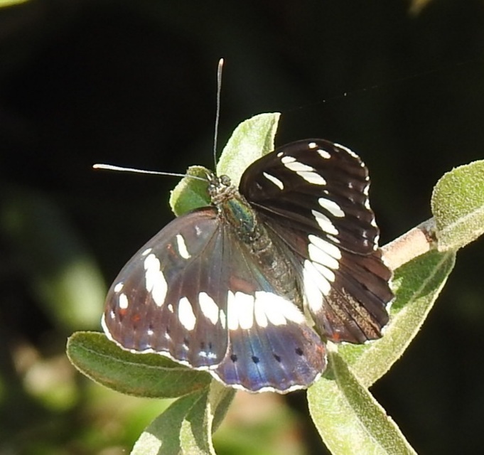 Limenitis reducta - kék lonclepke