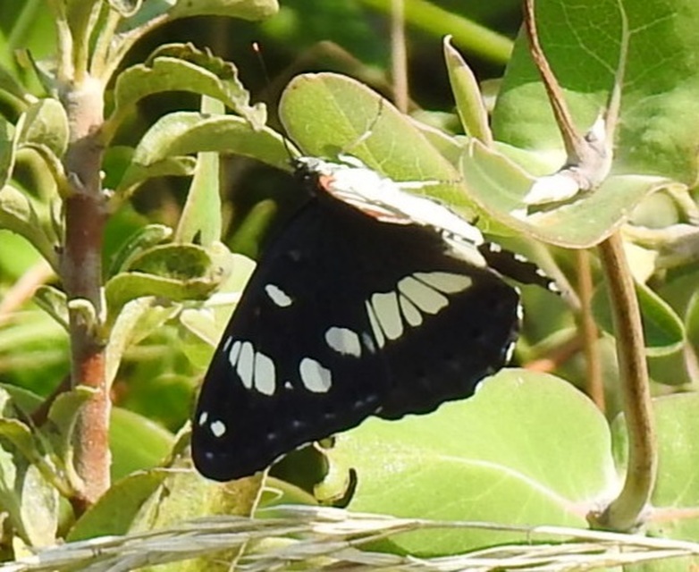 Limenitis reducta - kék lonclepke