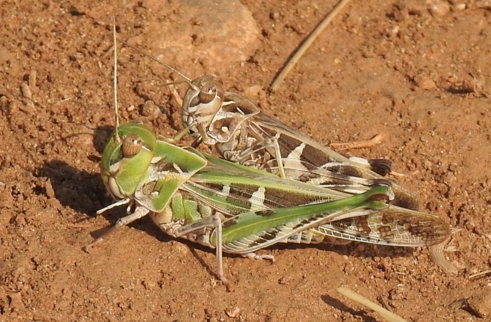 Oedaleus decorus - szalagos sáska