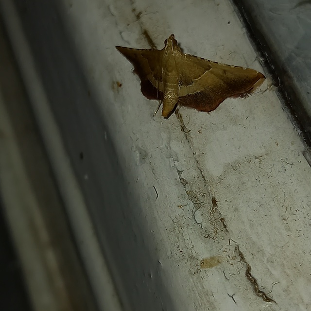 tüzesszárnyú fényilonca - Endotricha flammealis