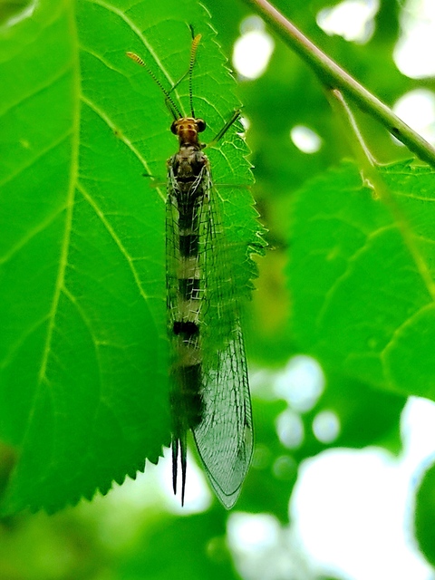 Megistopus flavicornis - kétfoltos hangyaleső