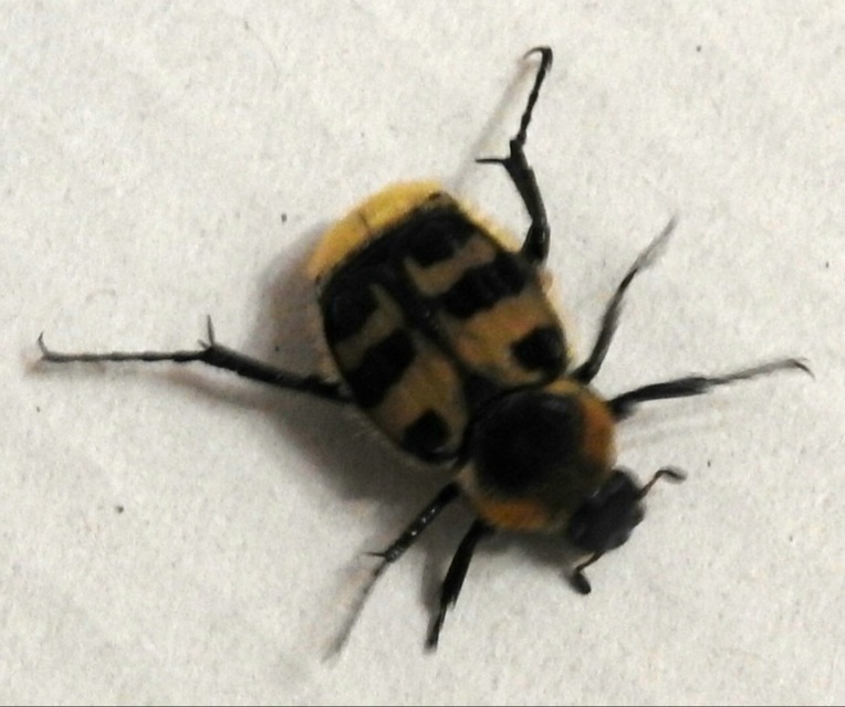 Trichius sexualis - keleti prémesbogár
