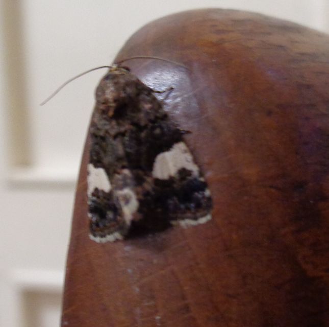 fekete nappalibagoly - Tyta luctuosa