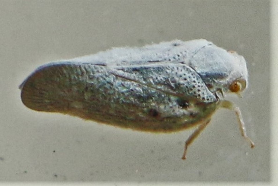 Metcalfa pruinosa - amerikai lepkekabóca