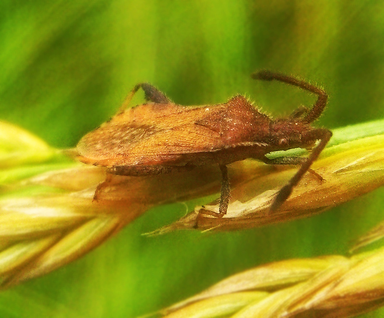 Coriomeris