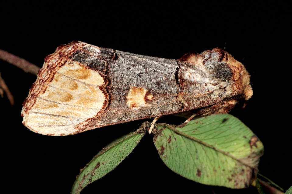 Phalera bucephaloides - magyar púposszövő