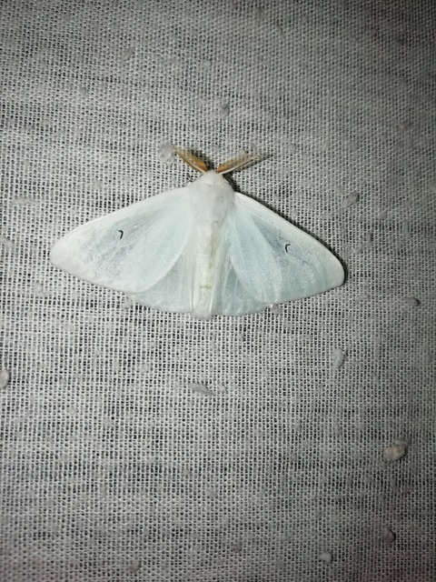 L-betűs gyapjaslepke - Arctornis l-nigrum