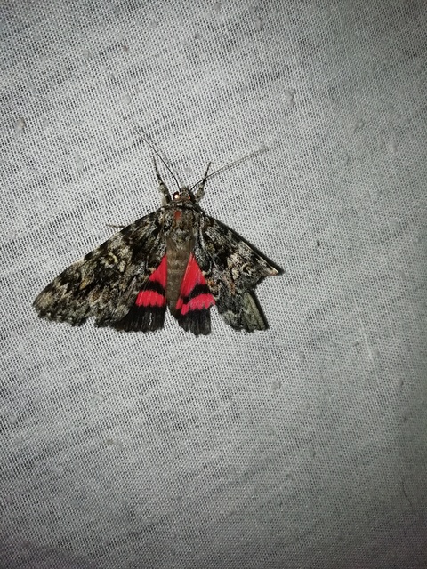 kis tölgyfa-övesbagoly - Catocala promissa