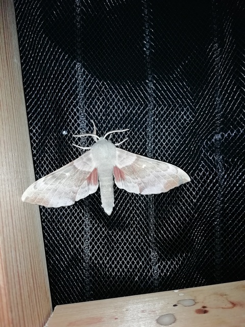 nyárfaszender - Laothoe populi