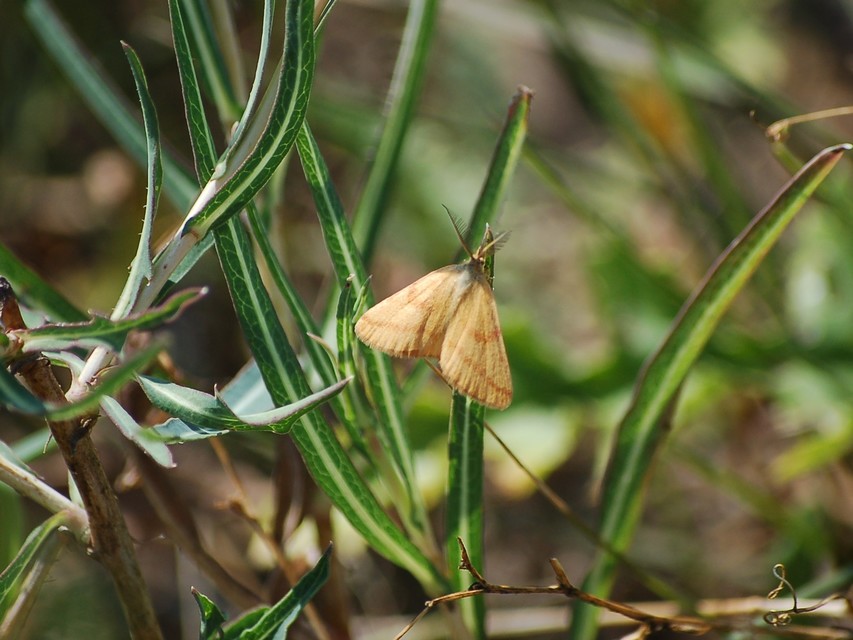 bíborsávos araszoló - Lythria purpuraria