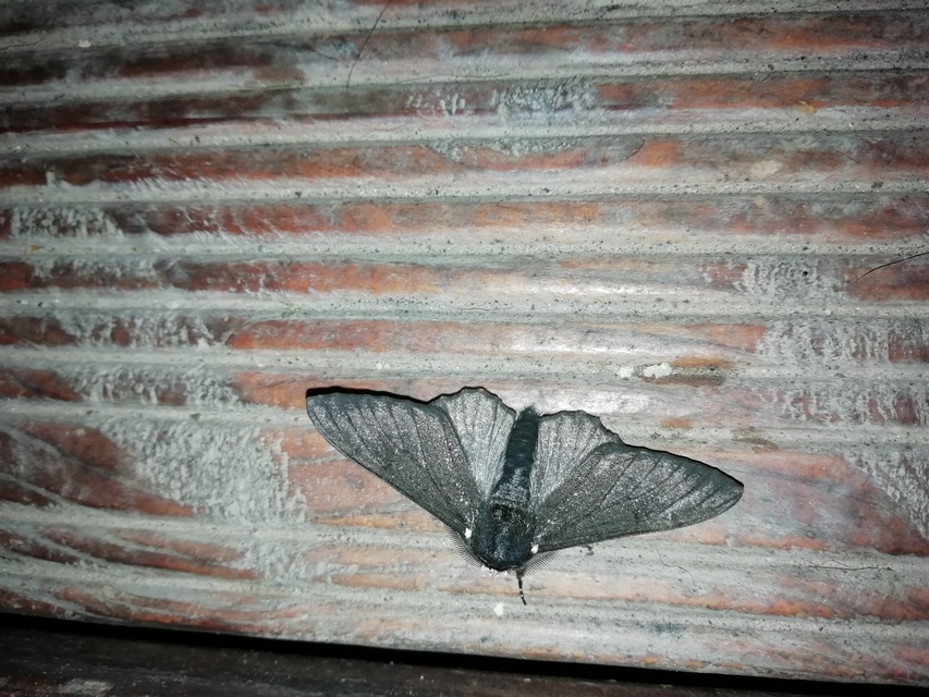 szürkepettyes araszoló - Biston betularia