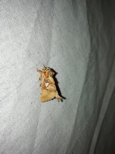 ezüstfoltos púposszövő - Spatalia argentina