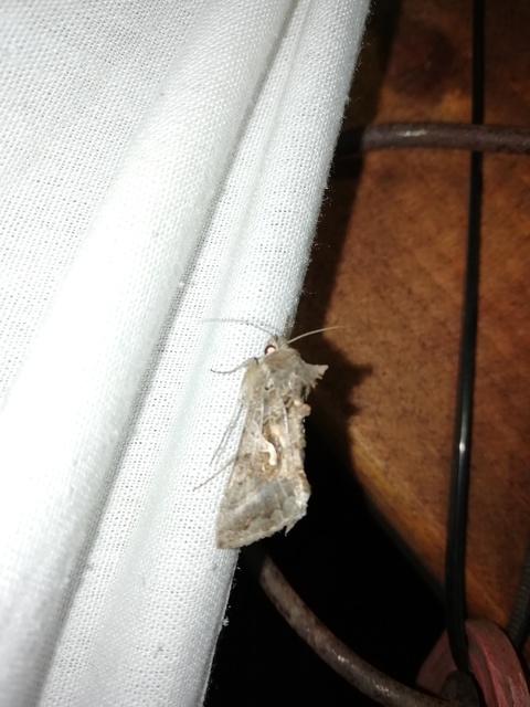 gammalepke - Autographa gamma