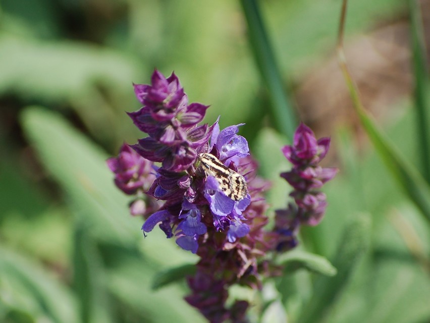 zebrabagoly - Emmelia trabealis