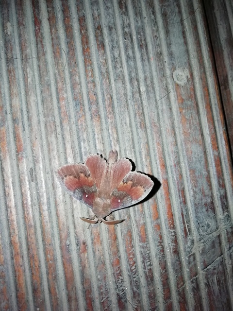 fenyőpohók - Dendrolimus pini