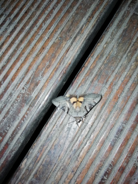 kökény-övesbagoly - Catocala hymenaea