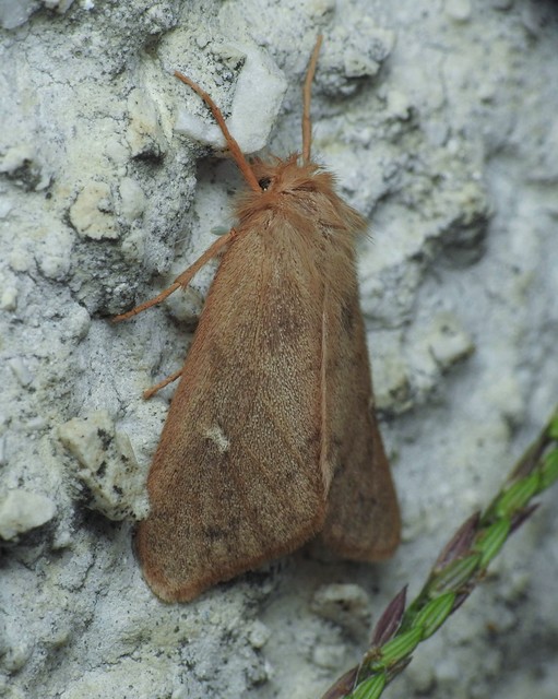 rőt gyapjaslepke - Ocneria rubea