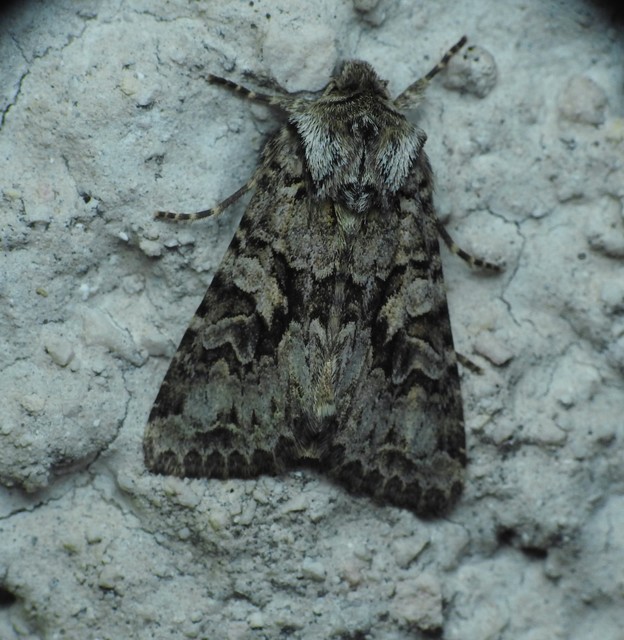 hamvas kertibagoly - Hada plebeja