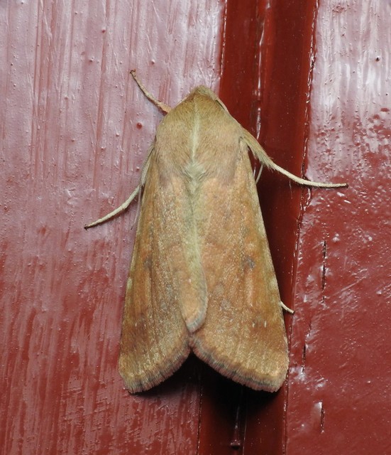 kukorica-veteménybagoly - Helicoverpa armigera