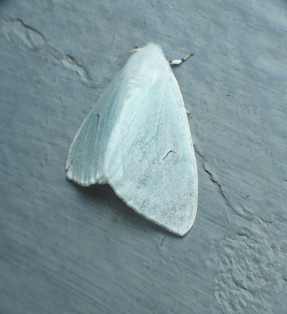 Arctornis l-nigrum - L-betűs gyapjaslepke