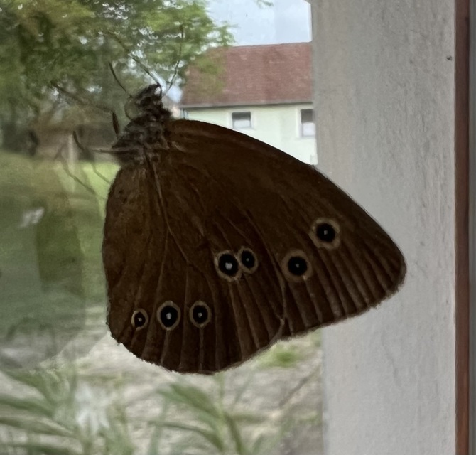 Aphantopus hyperanthus - közönséges ökörszemlepke