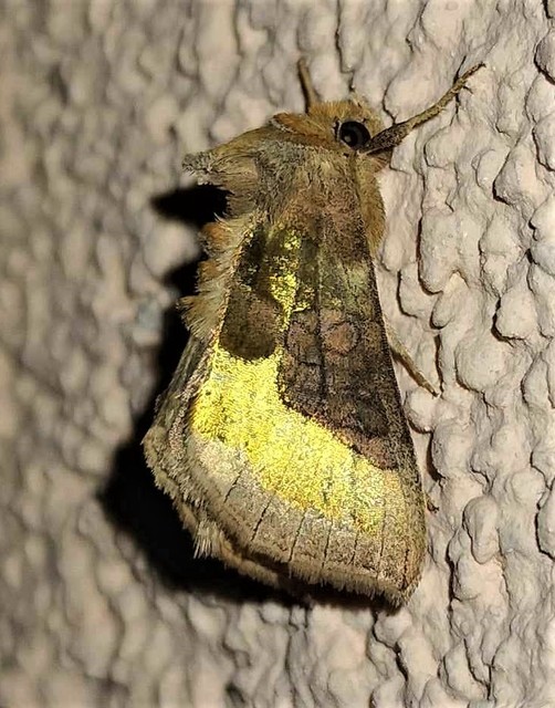 Diachrysia chrysitis/stenochrysis