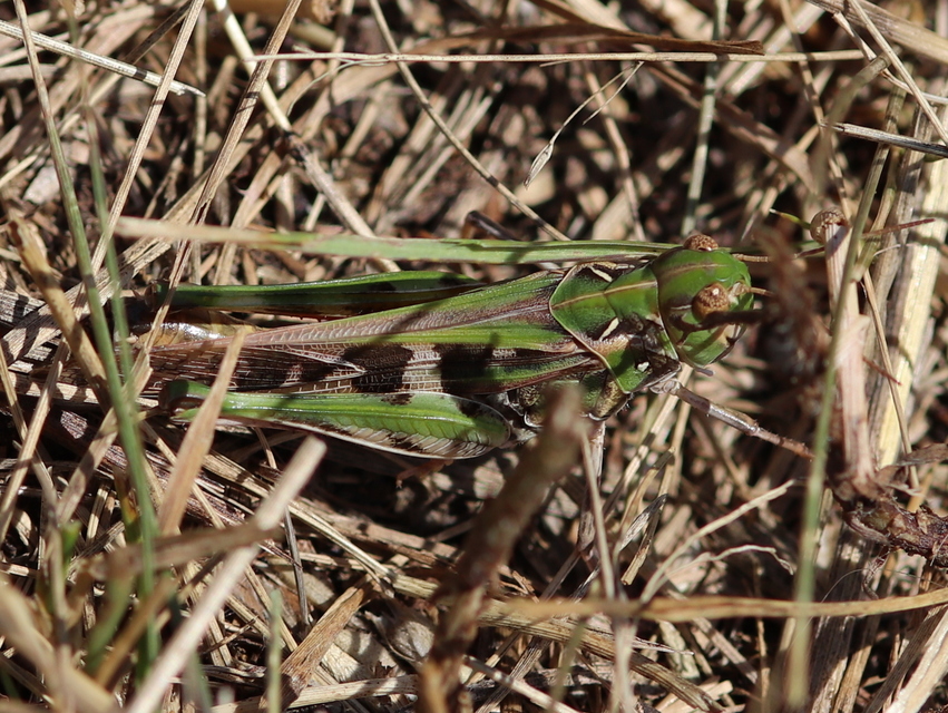 Oedaleus decorus - szalagos sáska