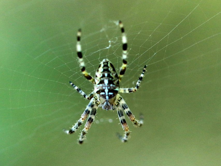 Araneus diadematus - koronás keresztespók