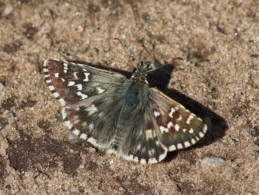 Pyrgus armoricanus - feles busalepke