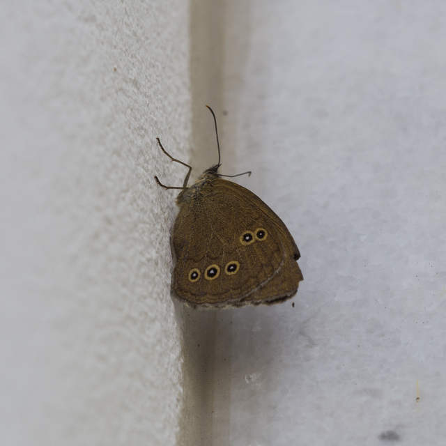 Aphantopus hyperanthus - közönséges ökörszemlepke