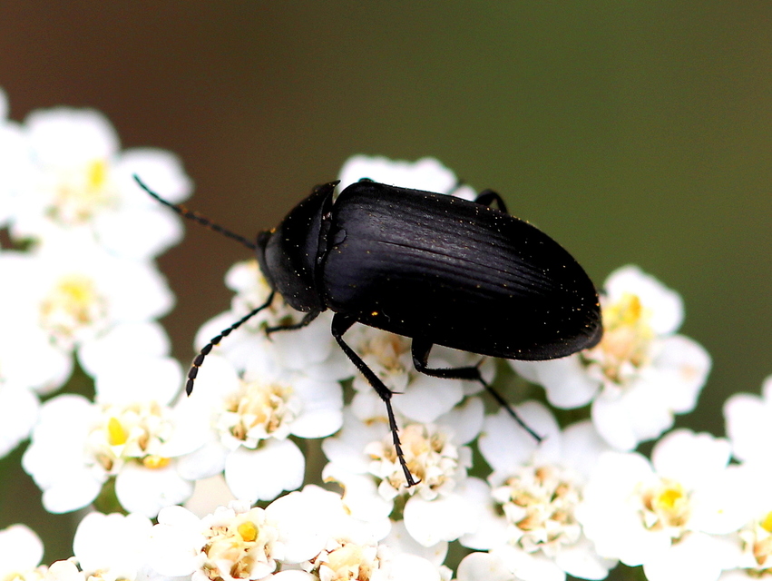 Podonta nigrita - szerecsenbogár