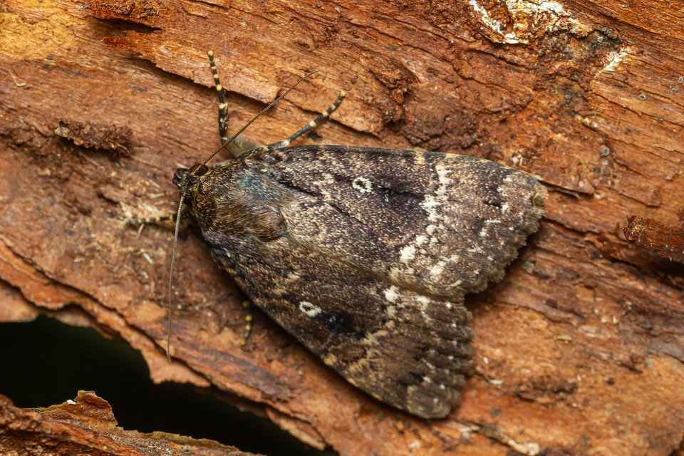Amphipyra pyramidea - fahéjszínű bagoly