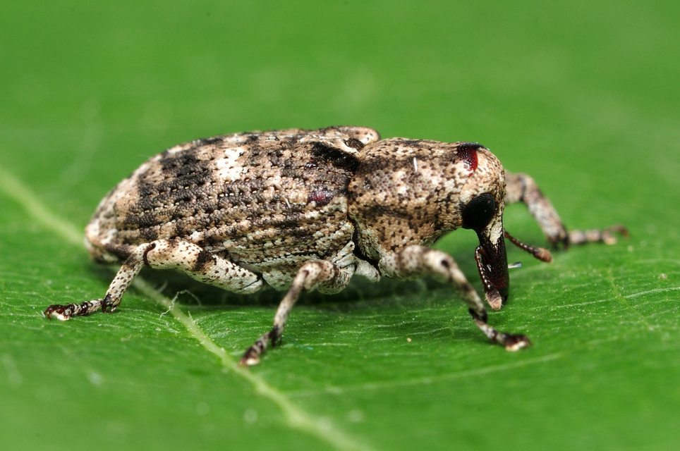Gasterocercus depressirostris - laposorrú ormányos
